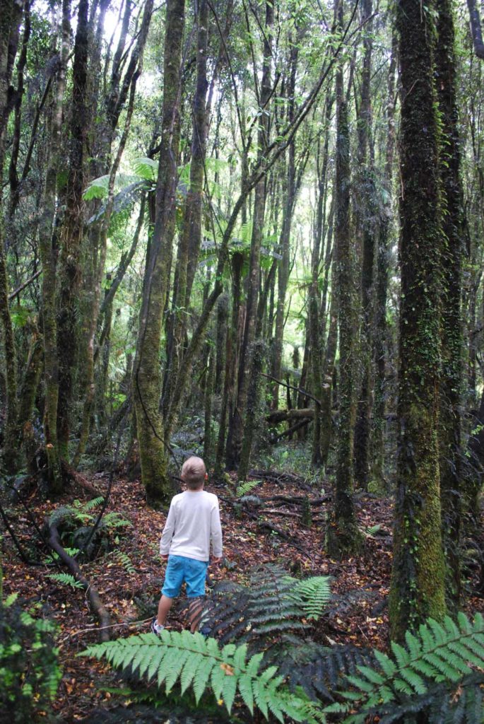 Nathan from Backyard Travel Family admires the native forest on the easy short walk to Lake Kaniere, West Coast, NZ I Backyard Travel Family