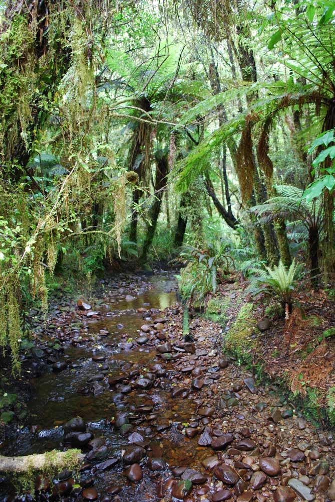 Beautiful native bush on the short Woods Creek walk near Greymouth, New Zealand I Backyard Travel Family