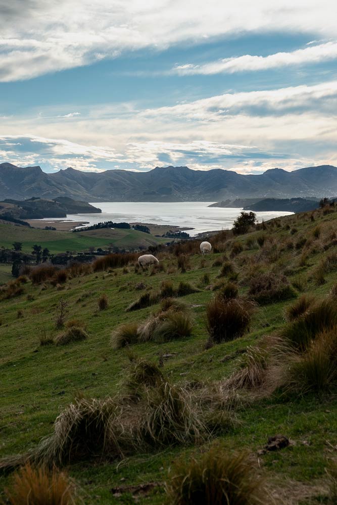 Views from Packhorse Hut Track / Best half day hike for families in Christchurch, NZ