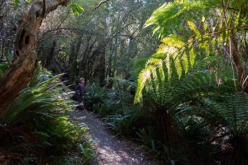 Little Mt Peel: Day Walk in Mt Peel Forest, Canterbury. Hike with epic ...