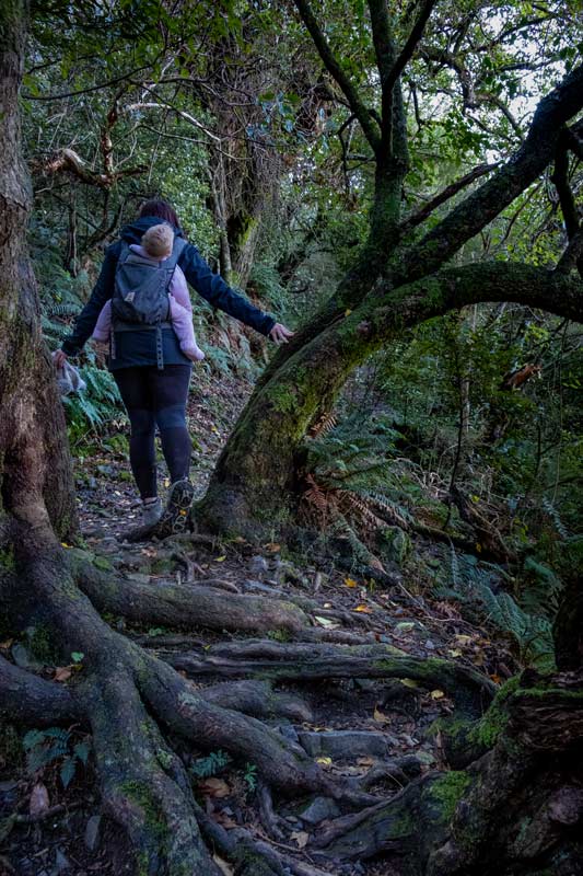 Jen backpacks 1 year old Emilia from Backyard Travel Family over the wrangly tree roots in the Awa Awa Rata Reserve at the base of Mt Hutt, Methven, NZ