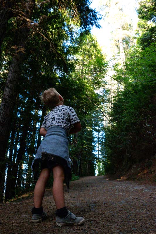 Kipton looks up at the tall trees in the forest on the Conical Hill Walk