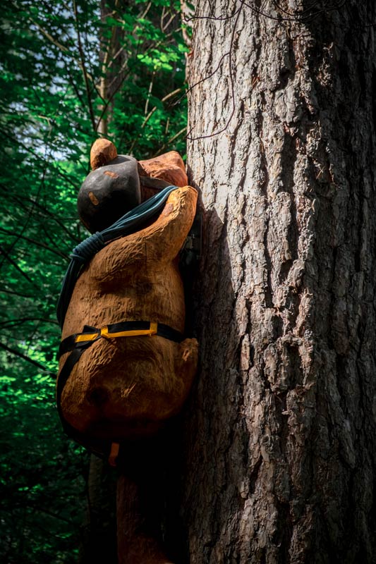 Closeup of wooden sculpted bear with rope and helmet, climbing a tree on the Forest Amble Walk, Canterbury