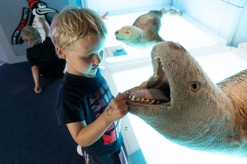 Kipton inspects the teeth of a stuffed seal at the International Antarctic Centre, Christchurch