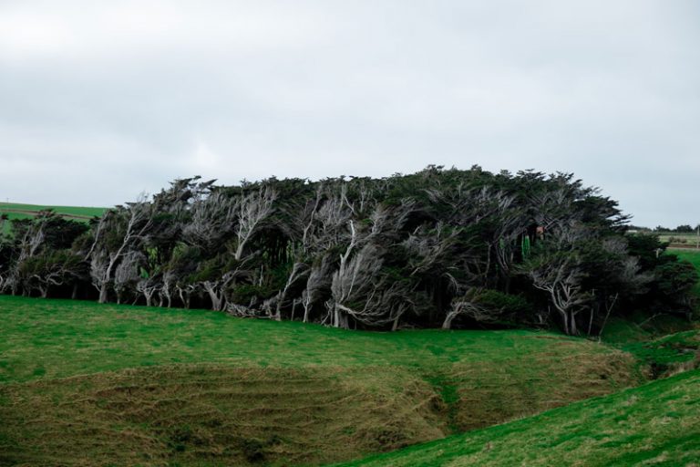 Crazy wind swept trees at Slope Point, the Southern most point of the South Island, New Zealand